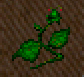Squirtweed.png