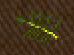 raineach.png